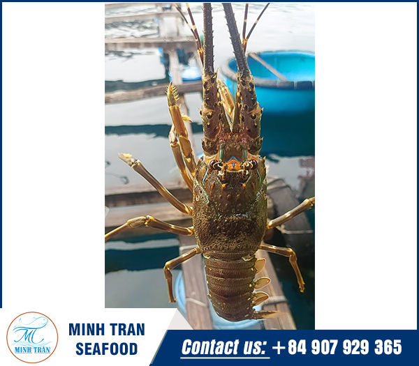 Yellow ring spiny lobster